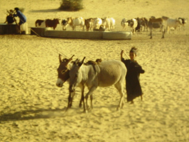 Nomadenmdchen zieht mit Hilfe der Maultiere Wasserscke hoch; Brunnen nrdlich von Timbuktu